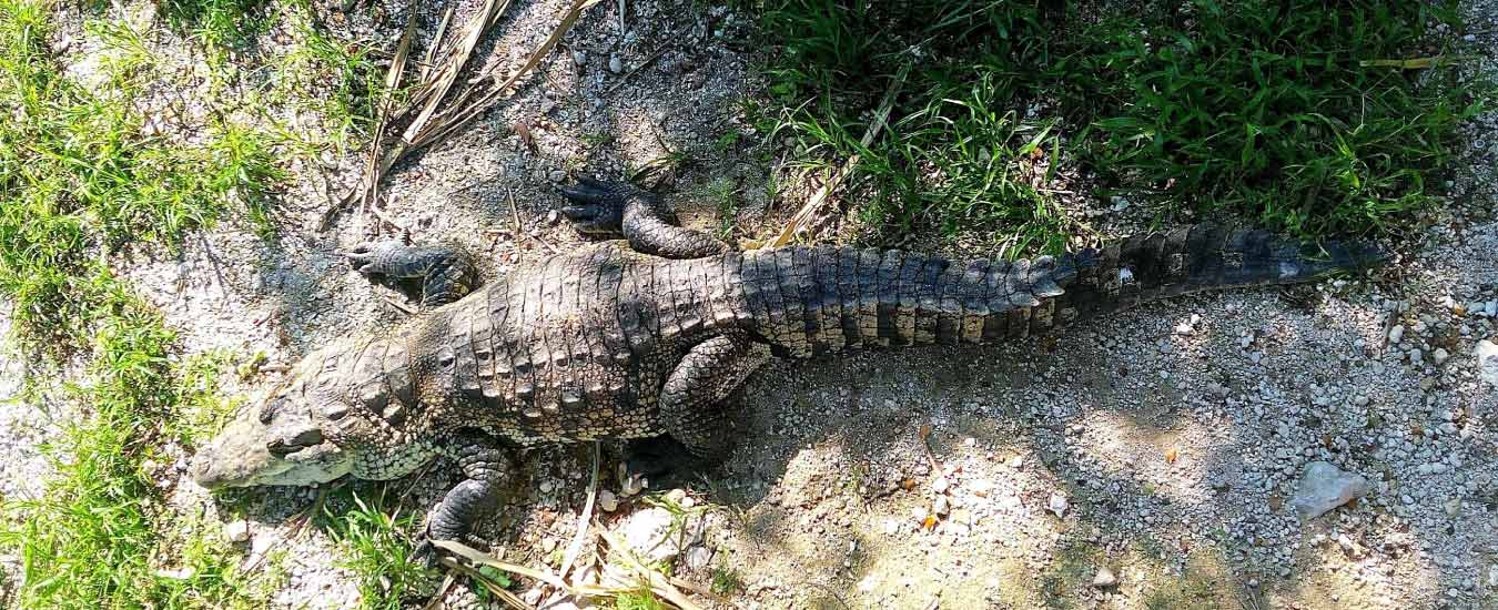 Crocodile Rescue Park